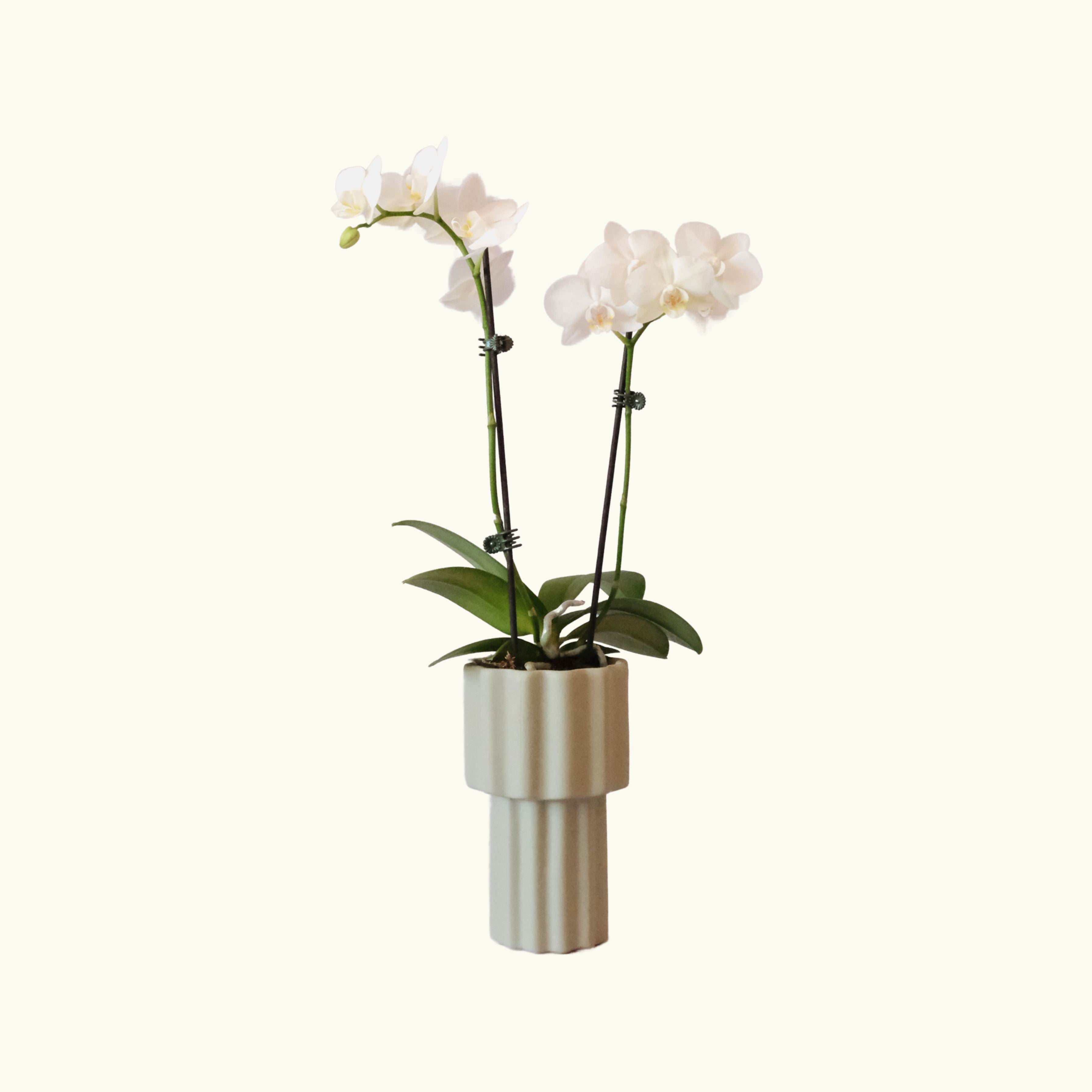 Double Stem Phalaenopsis Orchid in Selma Vase - Poppy Rose - Poppy Rose Flowers Brisbane