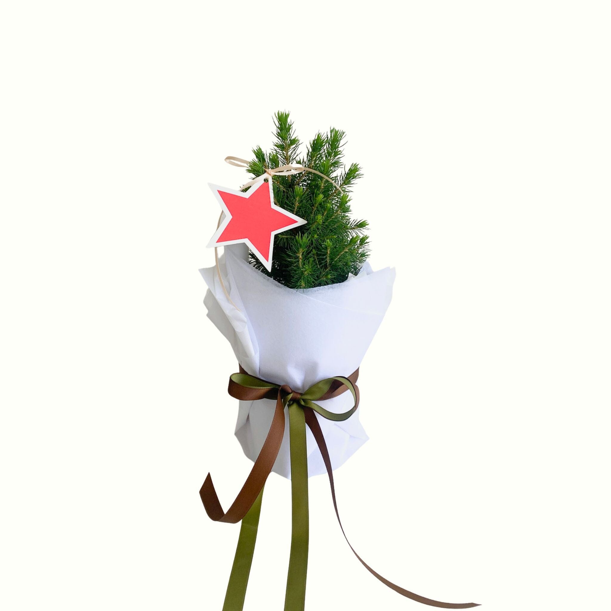 Wrapped Christmas Tree - Poppy Rose - Poppy Rose Flowers Brisbane