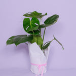 Wrapped Monstera - Poppy Rose - Poppy Rose Flowers Brisbane