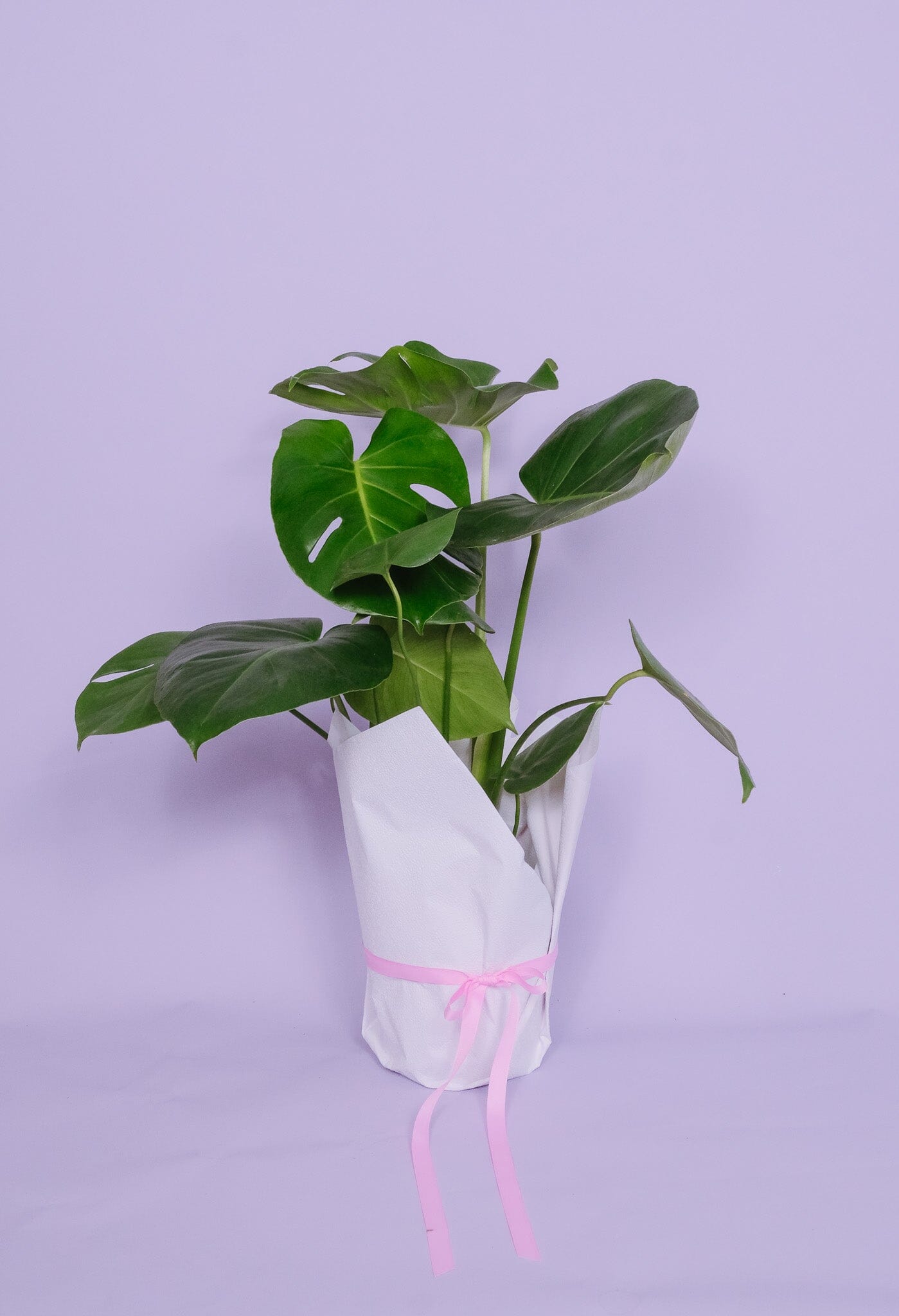 Wrapped Monstera - Poppy Rose - Poppy Rose Flowers Brisbane