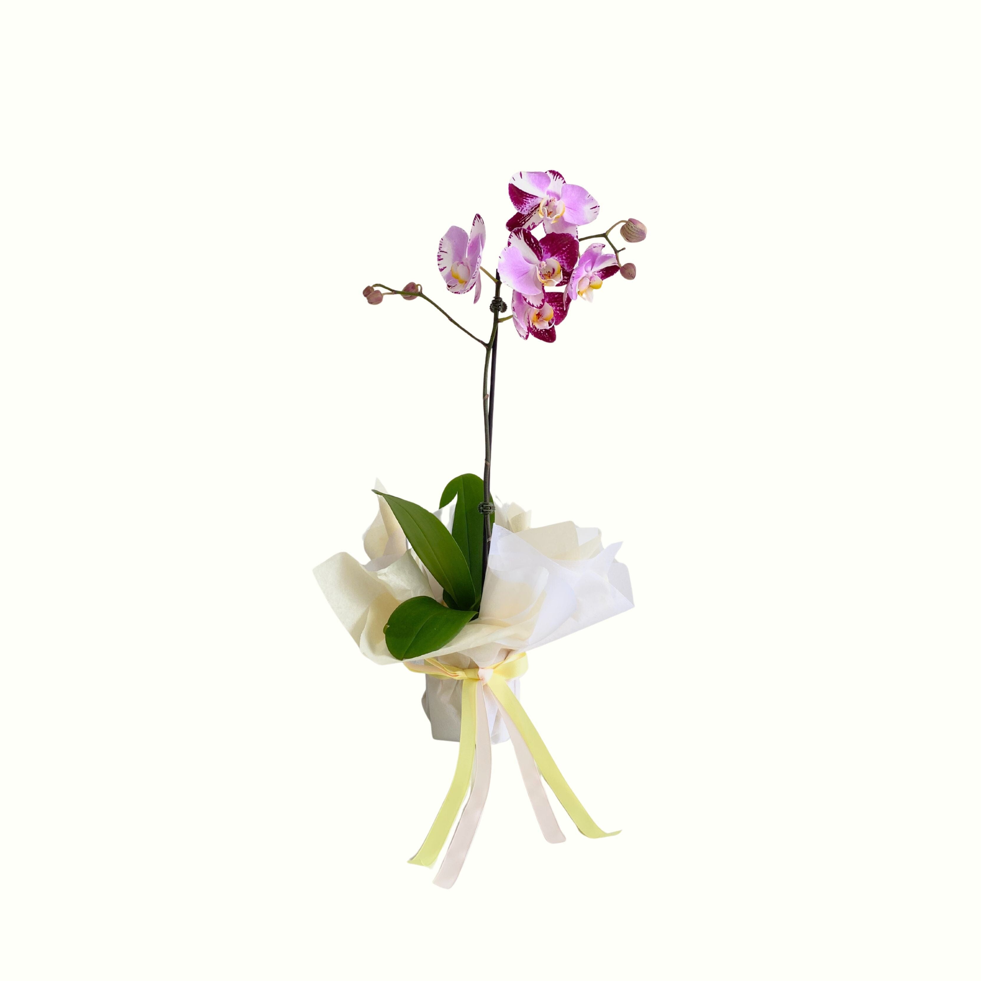 Wrapped Phalaenopsis - Poppy Rose - Poppy Rose Flowers Brisbane