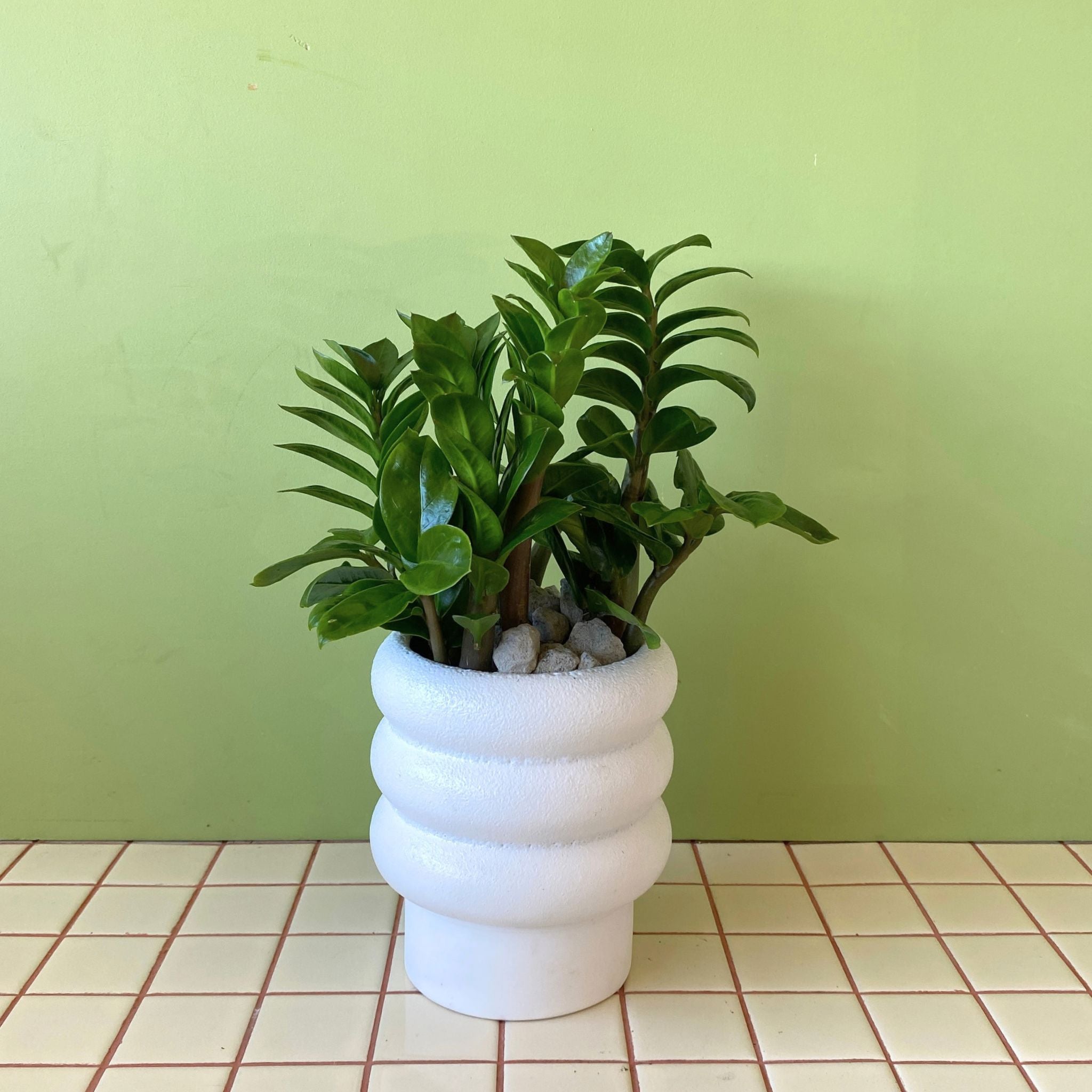 Zanzibar Gem in Alder Pot - Poppy Rose - Poppy Rose Flowers Brisbane