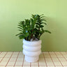 Zanzibar Gem in Alder Pot - Poppy Rose - Poppy Rose Flowers Brisbane