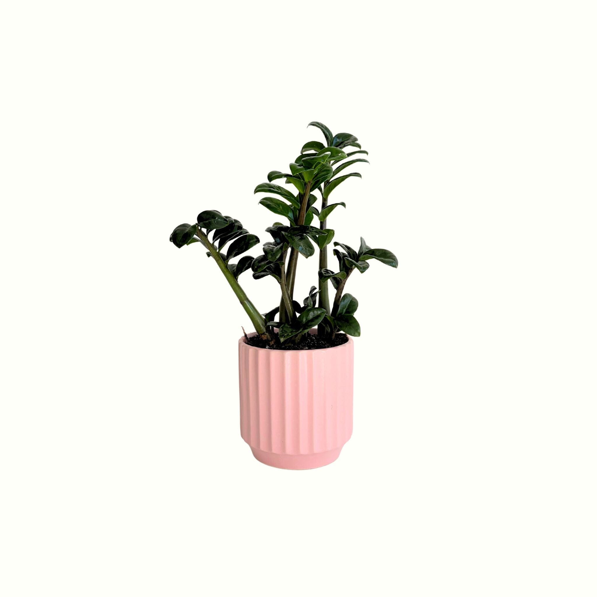 Zanzibar Gem in Ribbed Pot - Poppy Rose - Poppy Rose Flowers Brisbane