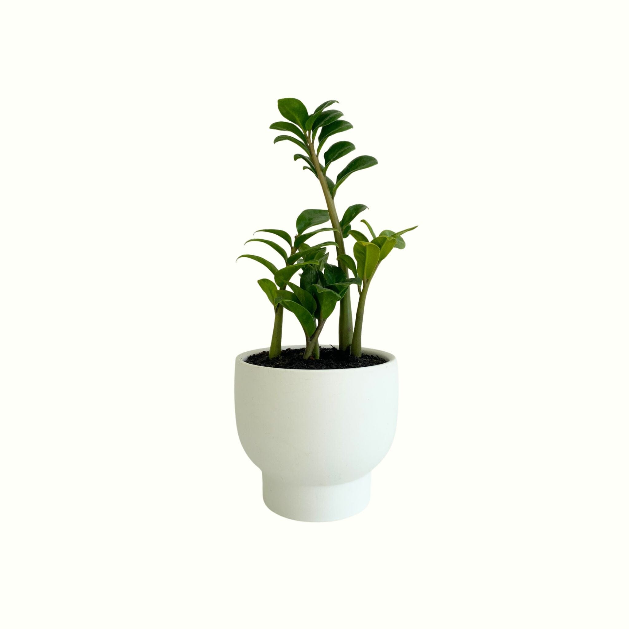 Zanzibar Zenzi in Arya Pot - Poppy Rose - Poppy Rose Flowers Brisbane