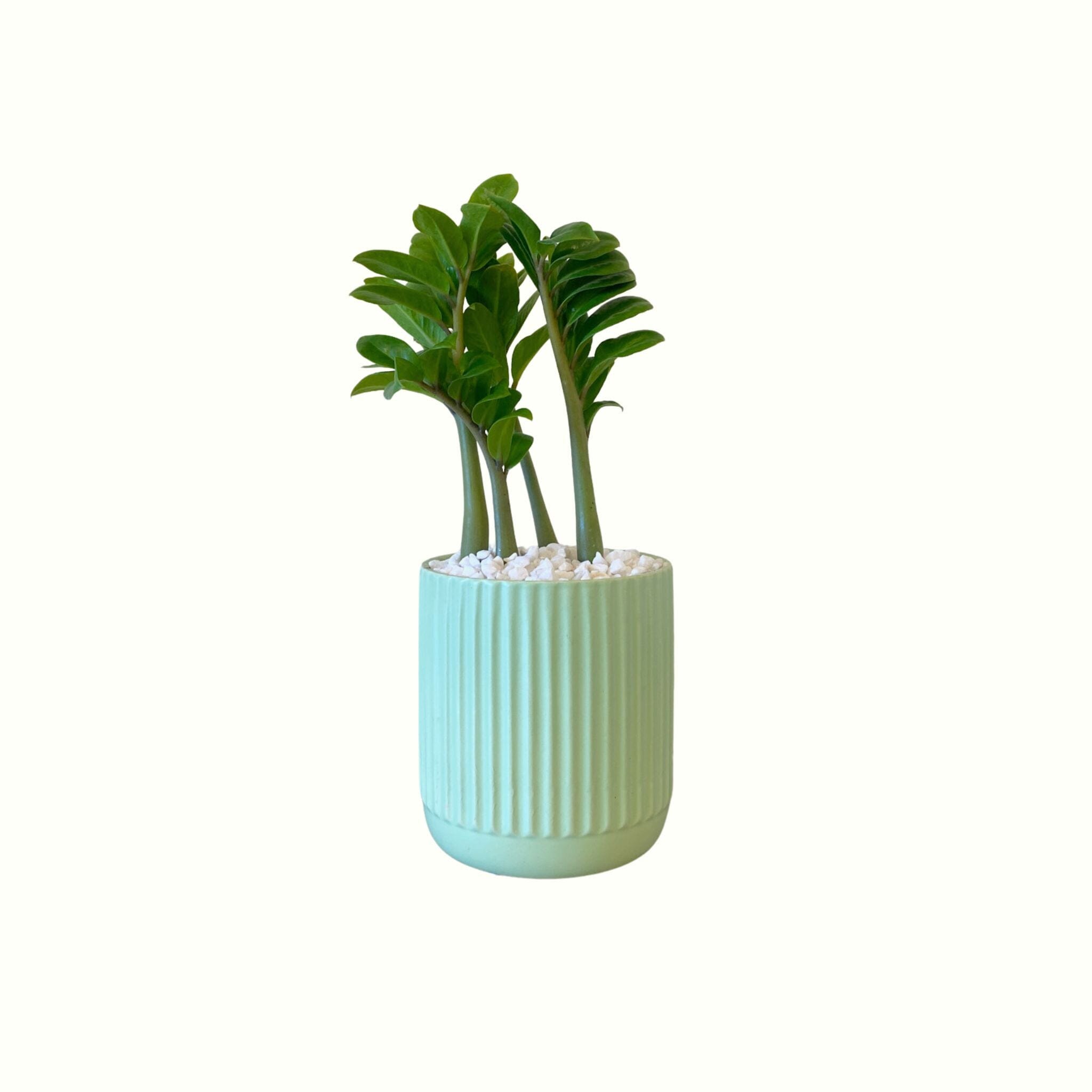 Zanzibar Zenzi in Ribbed Pot - Poppy Rose - Poppy Rose Flowers Brisbane