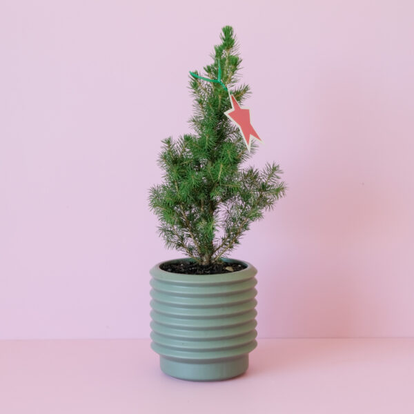 Mini Christmas Tree in Planter on pink background Indoor Plant Delivery Brisbane