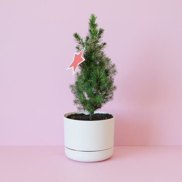Mini Christmas Tree Linen Planter on pink background Indoor Plant Delivery Brisbane Poppy Rose